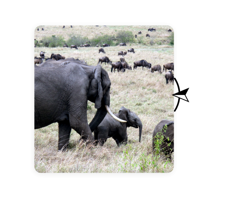 Reizen naar Kenia